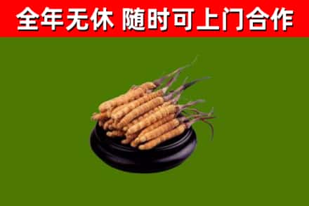 昂昂溪回收冬虫夏草